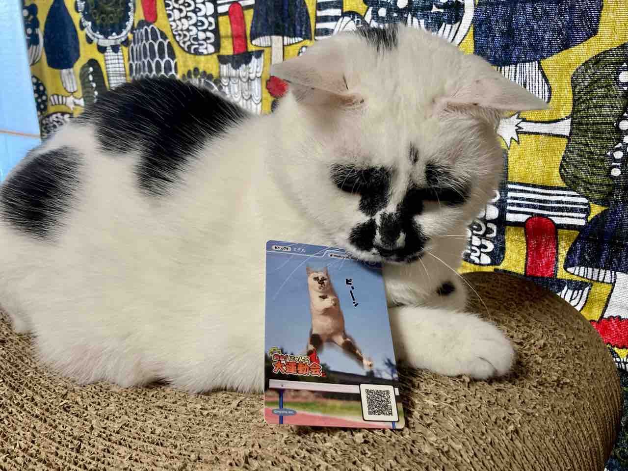 ニャンズカードキャンペーン in カインズ : 海の近くに猫と住んでる