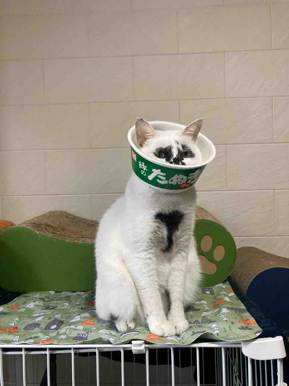 ミチル病院へ 海の近くに猫と住んでる ミチル病院へ 海の近くに猫と住んでる