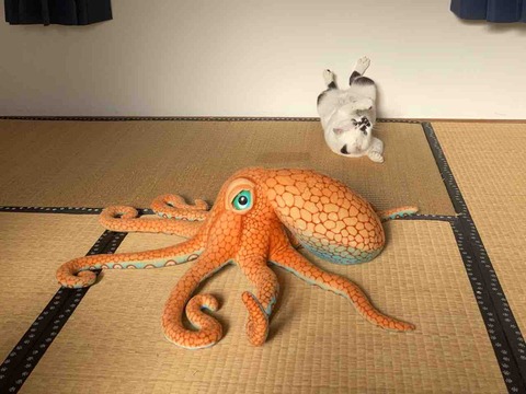 FullSizeRender