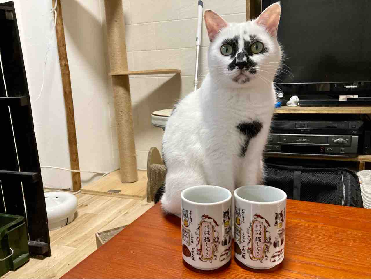 にゃん吉ドーナツさん大好き : 海の近くに猫と住んでる