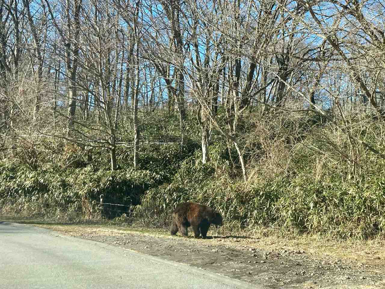富士サファリパークに行ったよ 海の近くに猫と住んでる