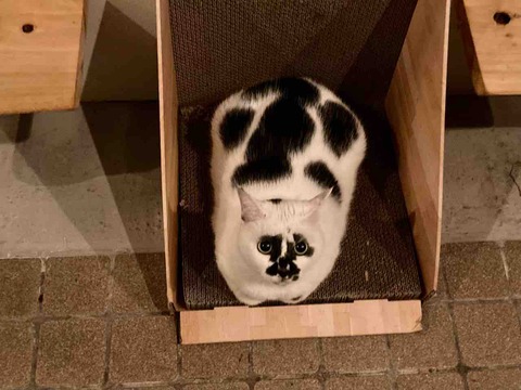 FullSizeRender