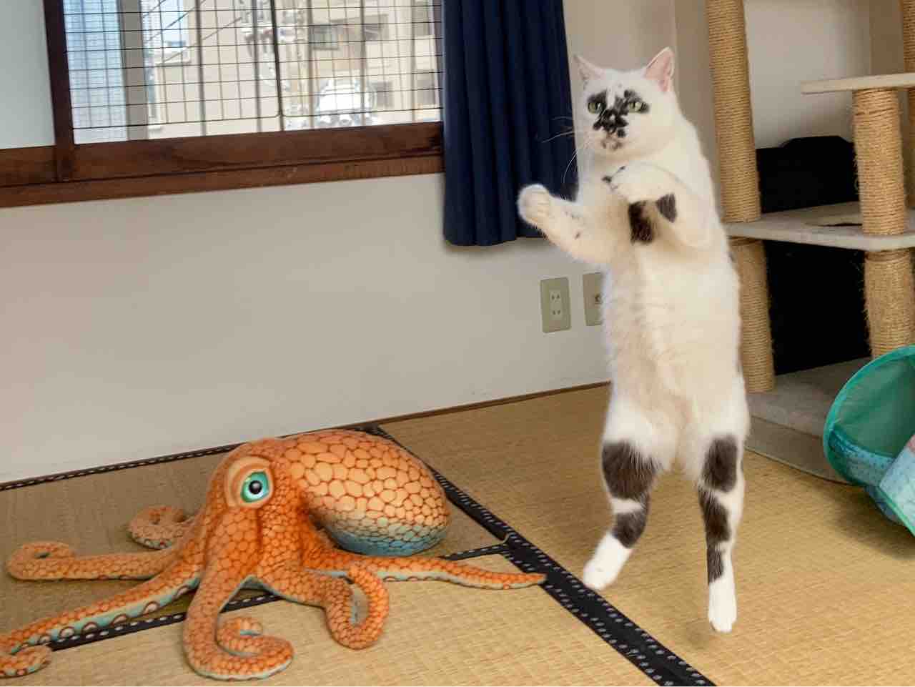 飛ぶミチル 海の近くに猫と住んでる 飛ぶミチル 海の近くに猫と住んでる