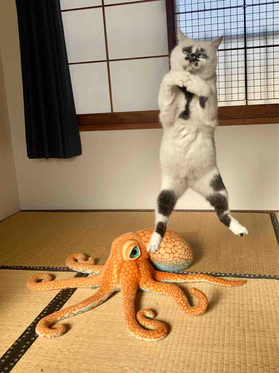 Muddy Catは本日3周年です 海の近くに猫と住んでる