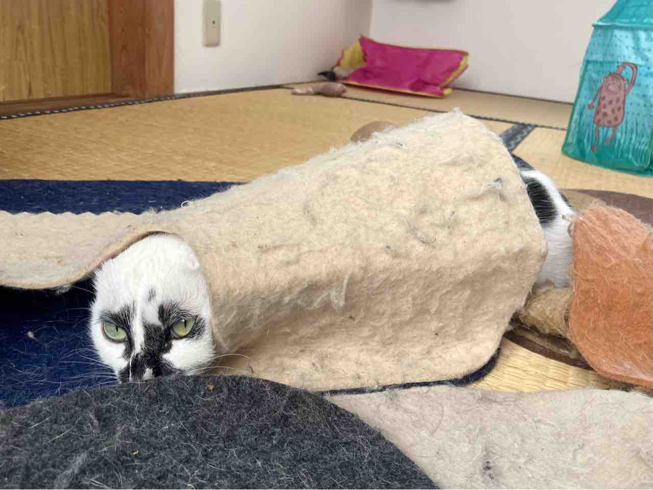 猫の人魚 海の近くに猫と住んでる