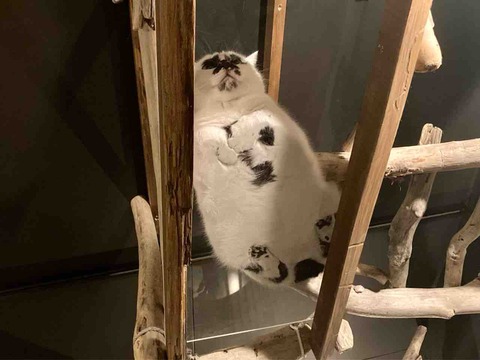 FullSizeRender