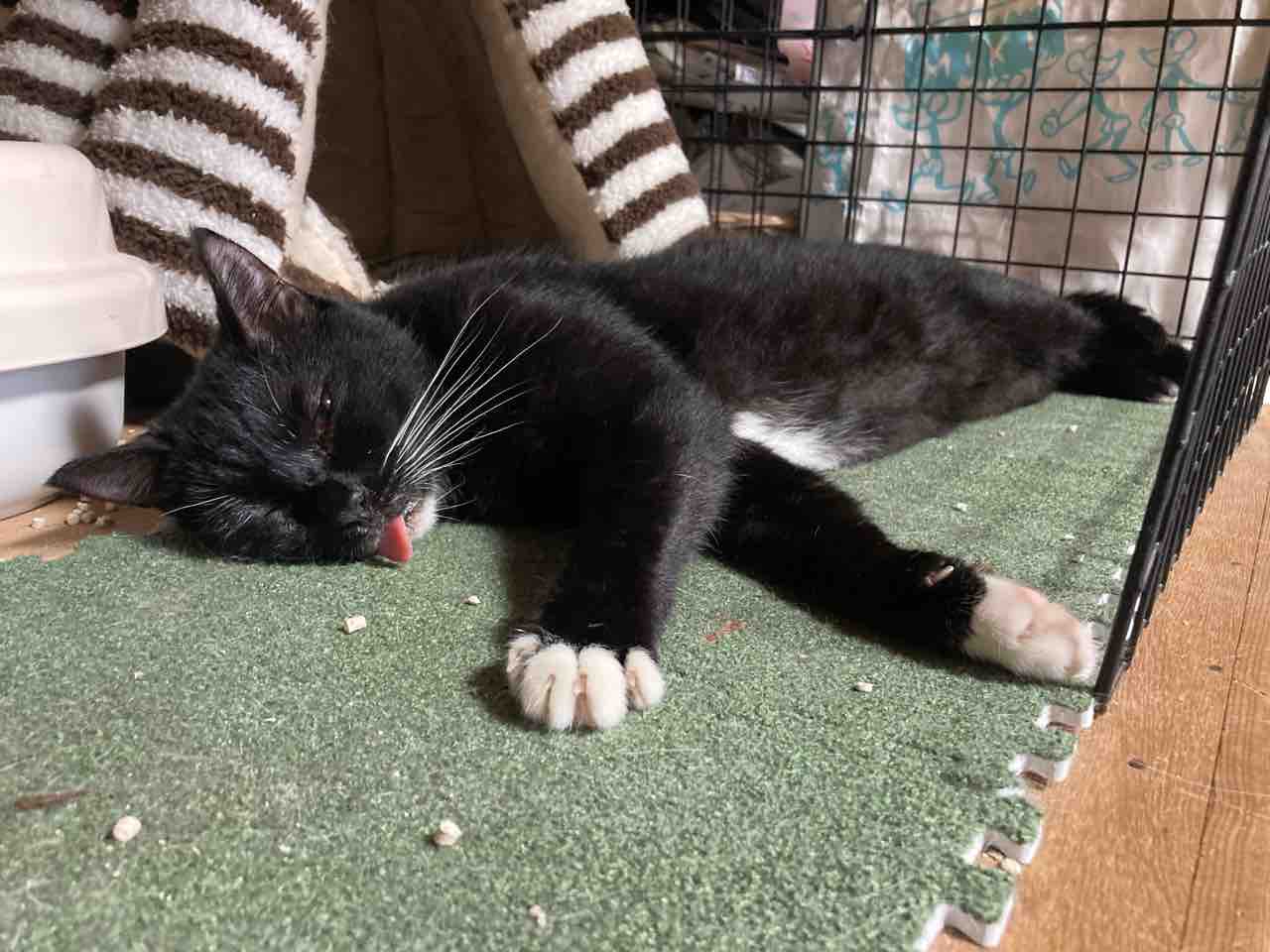舌出しコレクション 海の近くに猫と住んでる 舌出しコレクション 海の近くに猫と住んでる