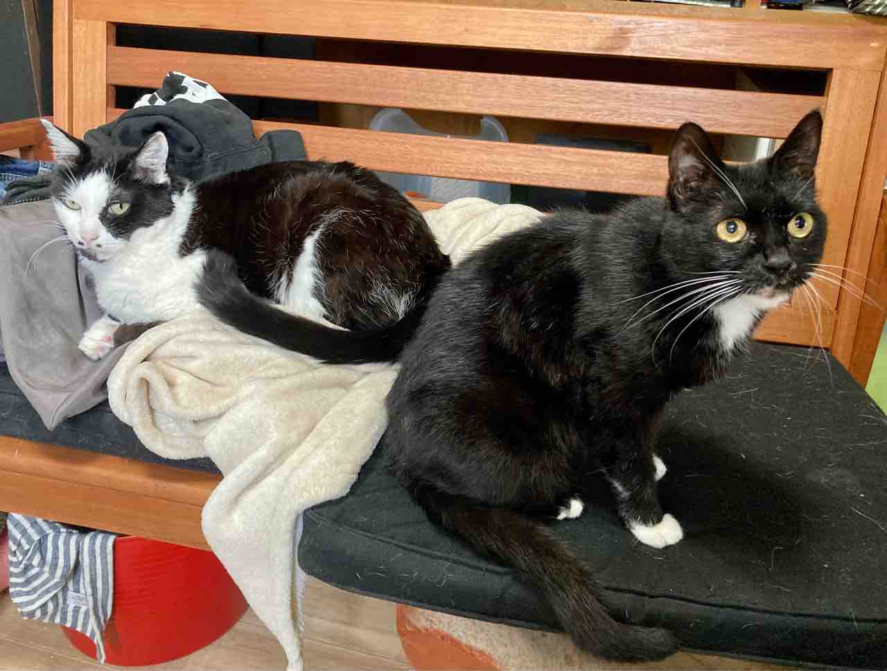 不仲なふたり 海の近くに猫と住んでる