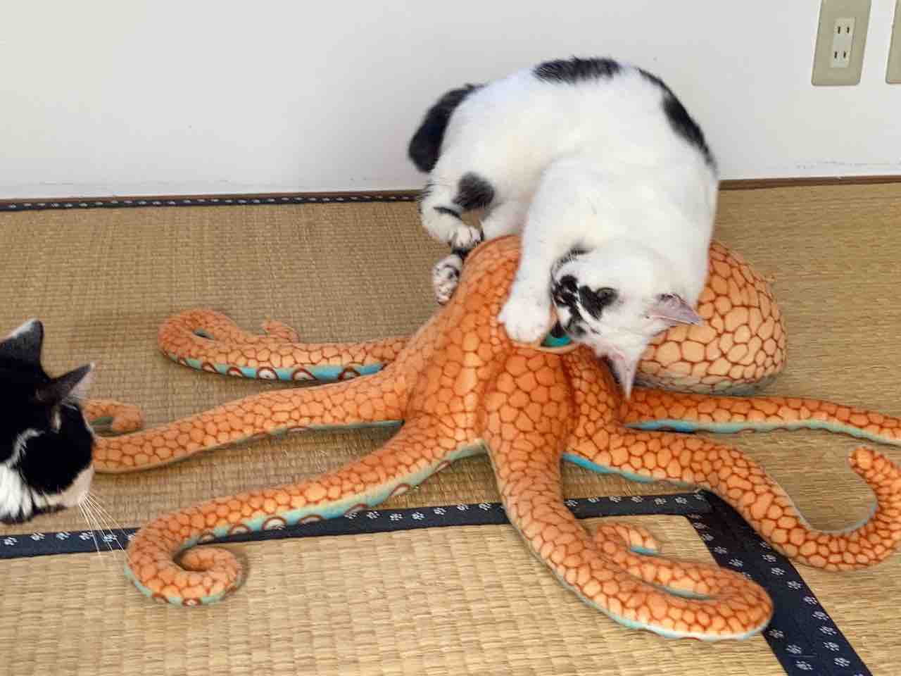 クラーケンとの死闘 海の近くに猫と住んでる クラーケンとの死闘 海の近くに猫と住んでる
