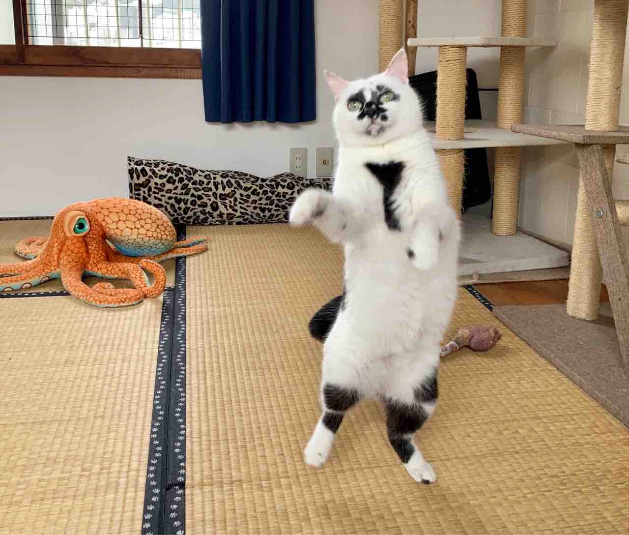 函南町は猫の町 海の近くに猫と住んでる 函南町は猫の町 海の近くに猫と住んでる