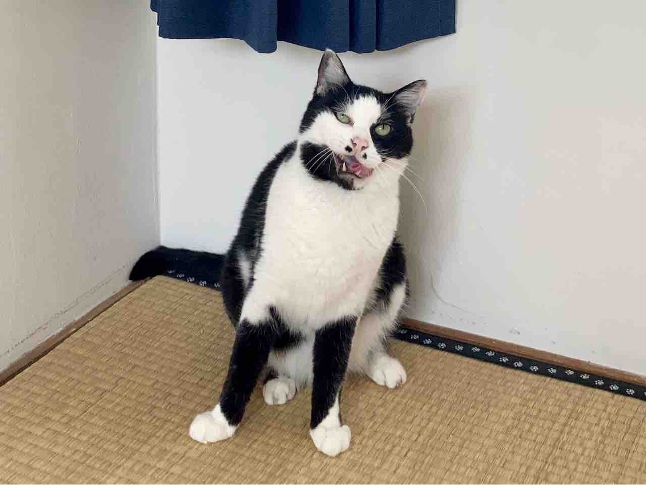 てんてんの変顔 お酒入荷情報 海の近くに猫と住んでる