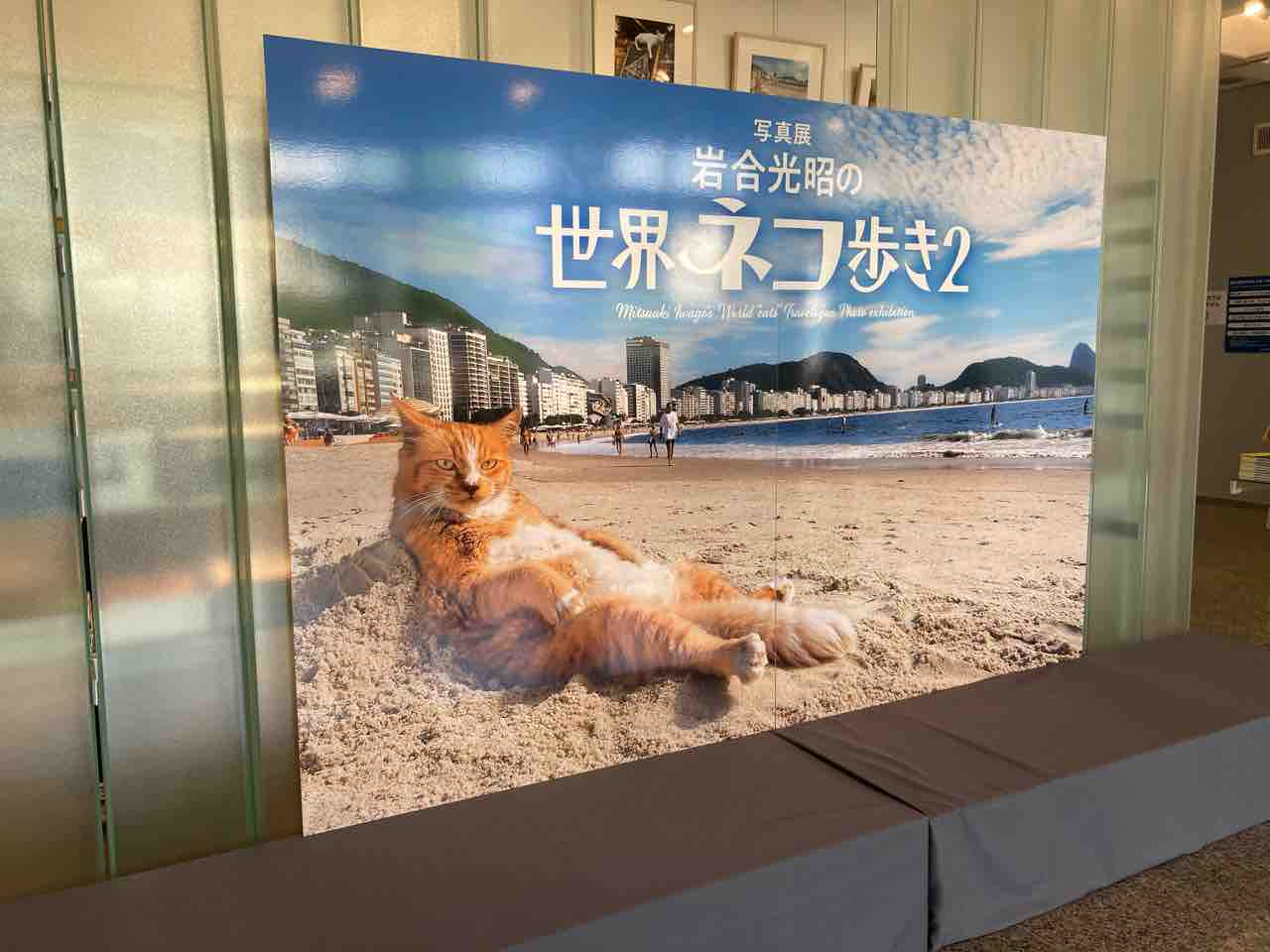 三島】世界ネコ歩き2・スパイスセブン : 海の近くに猫と住んでる