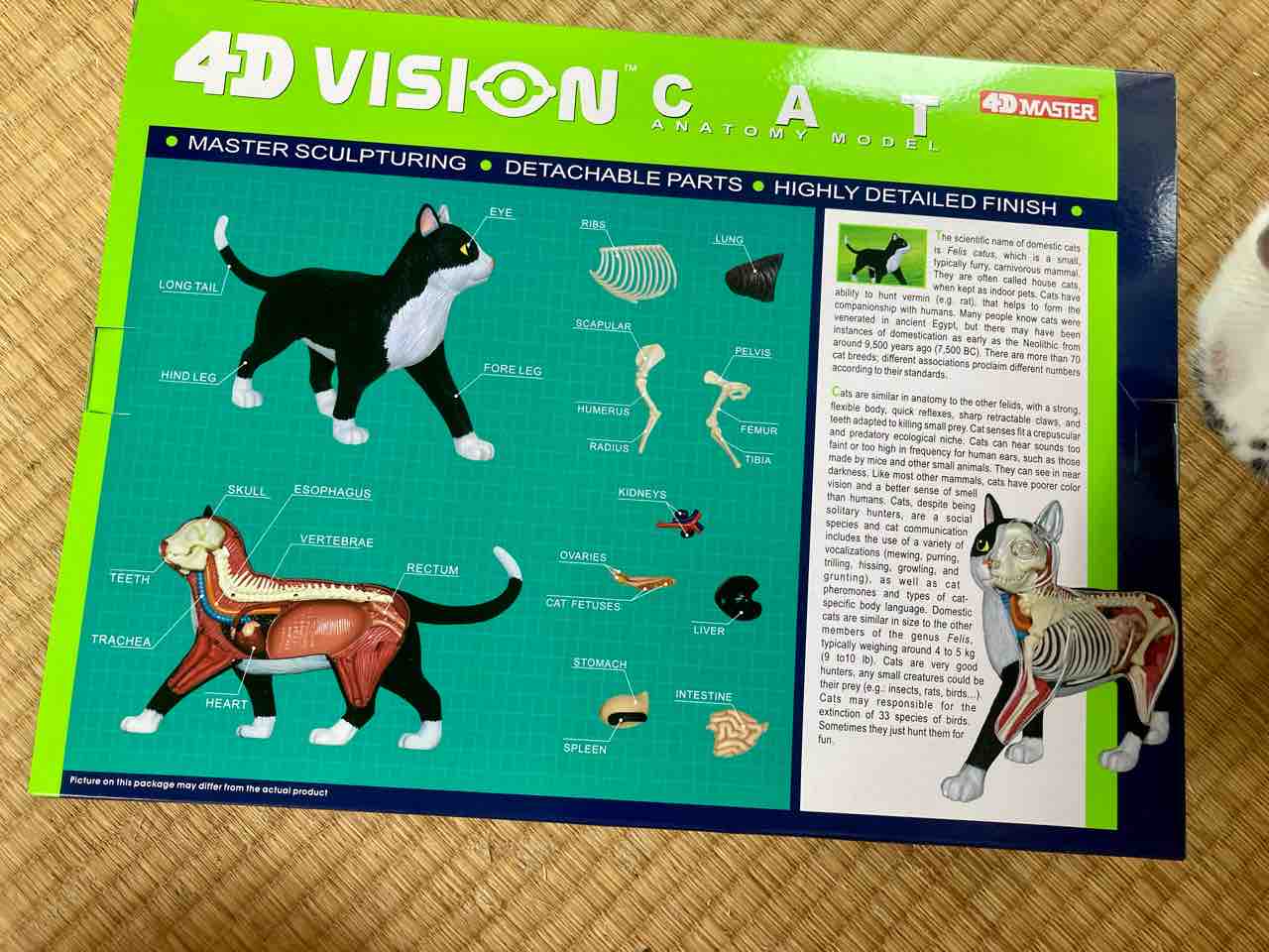 猫の模型 : 海の近くに猫と住んでる