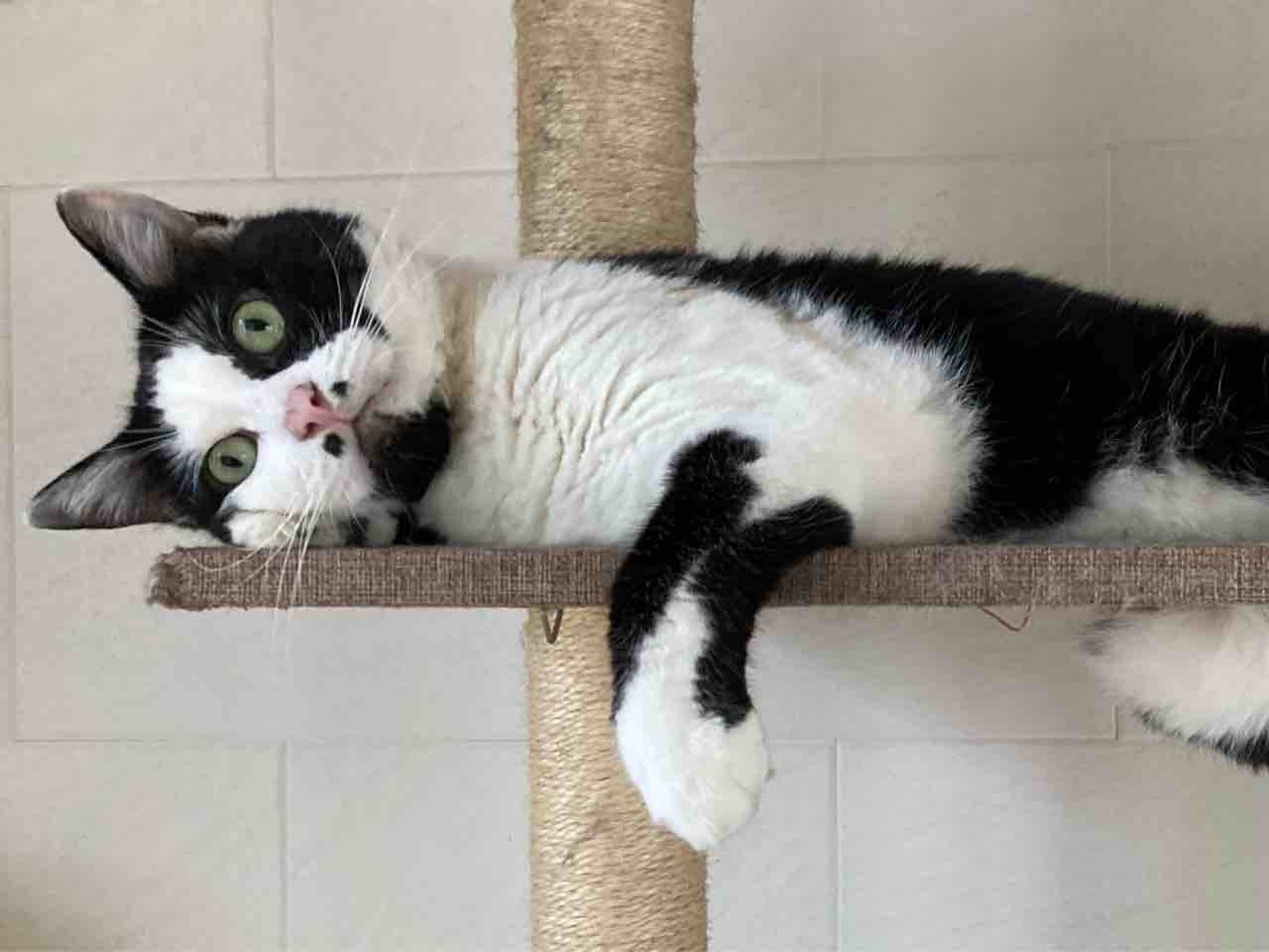 ドジっ子店長 海の近くに猫と住んでる