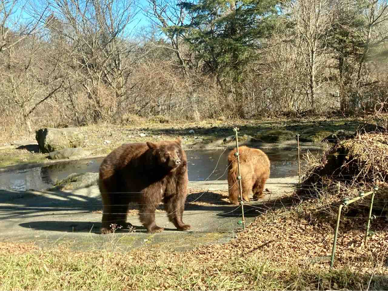富士サファリパークに行ったよ 海の近くに猫と住んでる