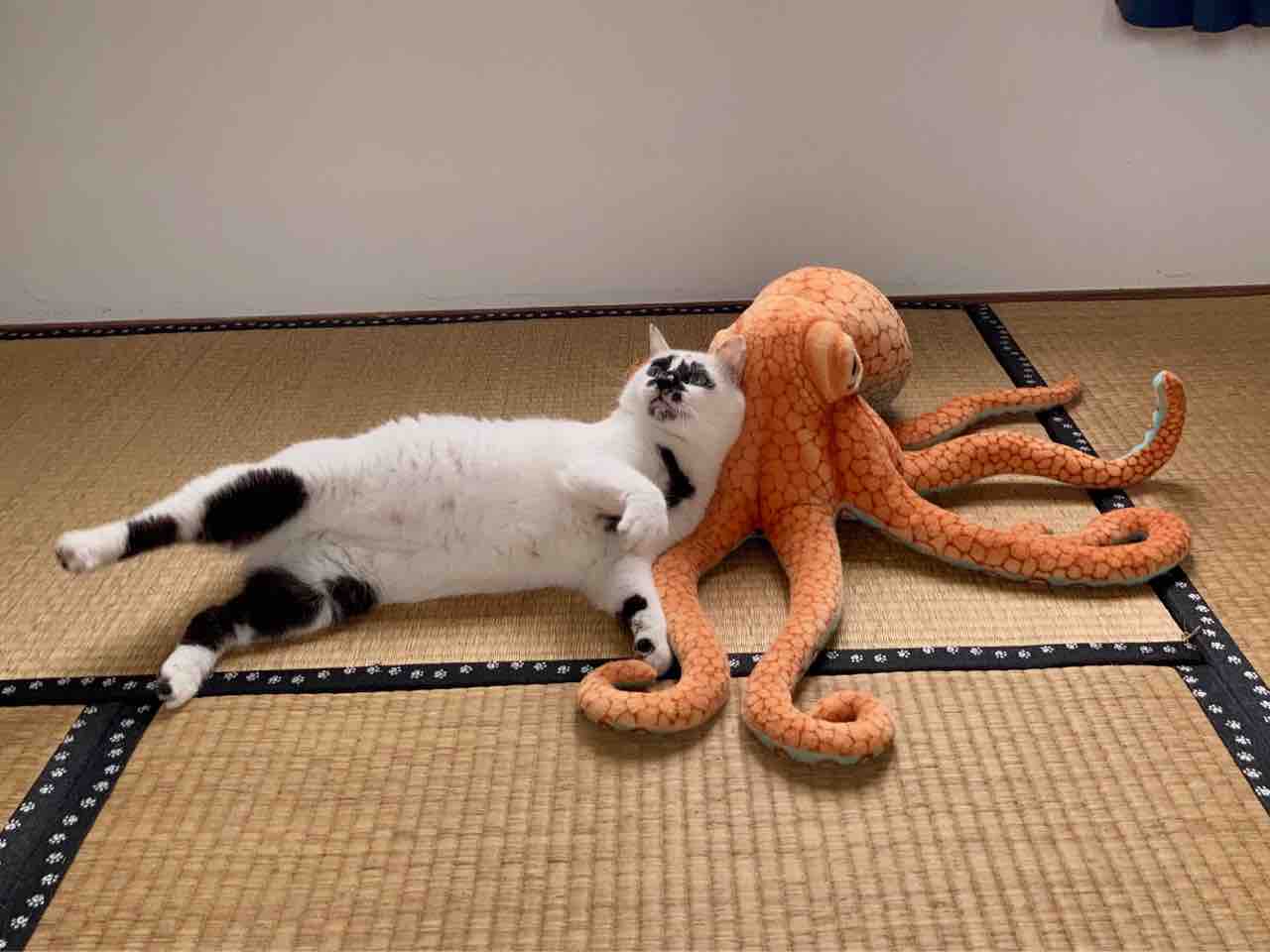 タコの秘密 海の近くに猫と住んでる