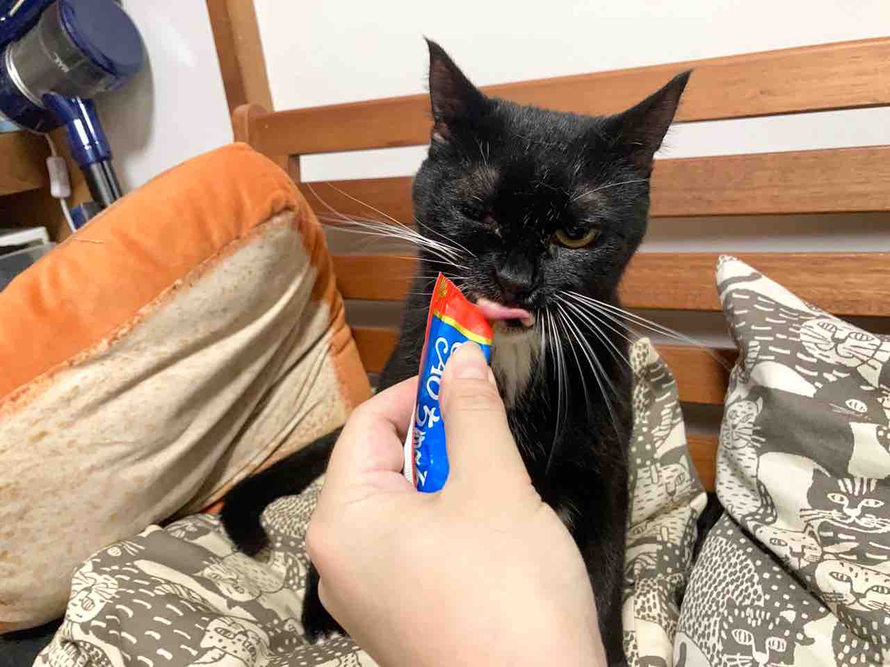 タビ子病院へu2026の筈が : 海の近くに猫と住んでる