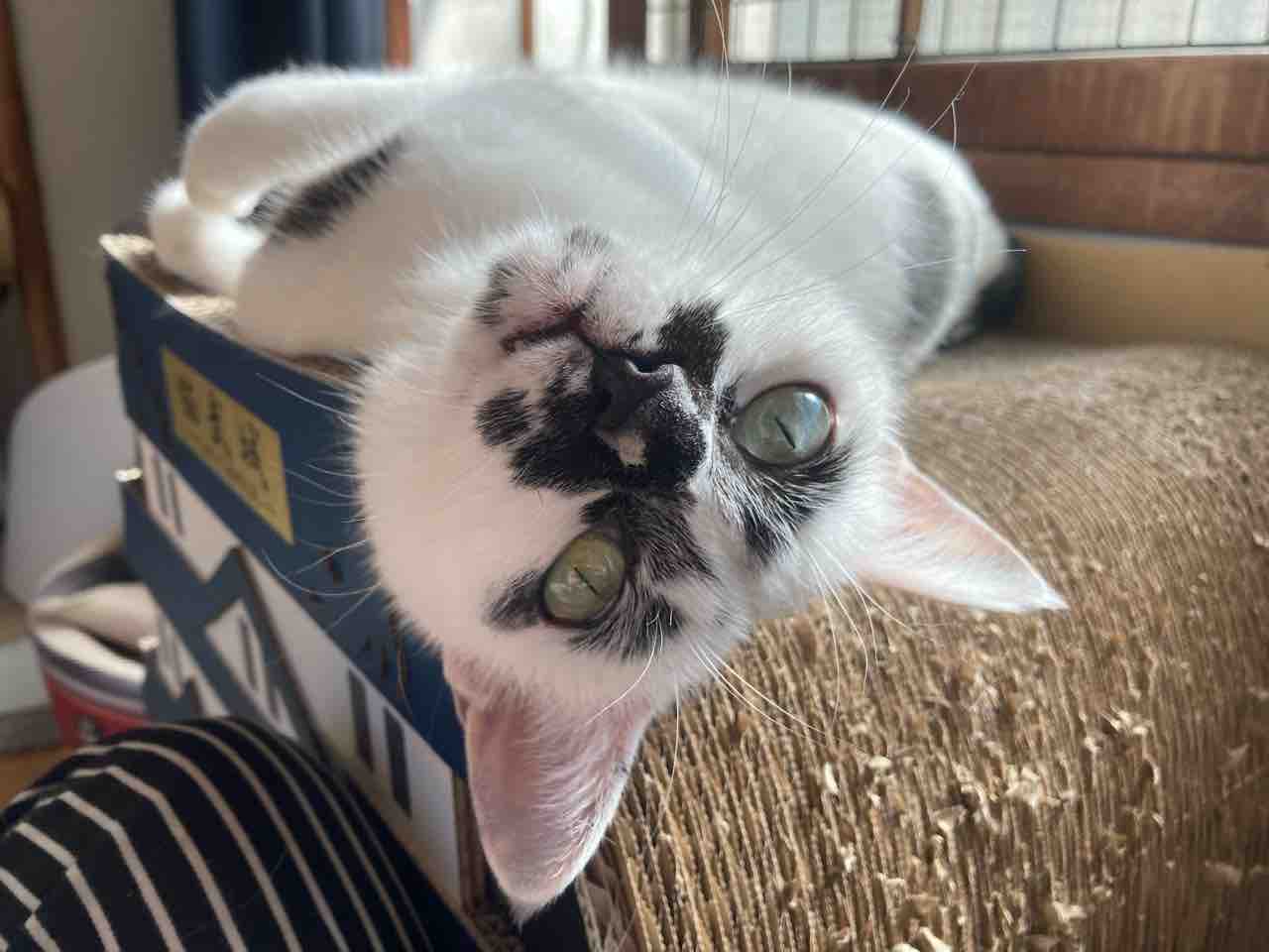 ミーちゃんのチリ毛 海の近くに猫と住んでる