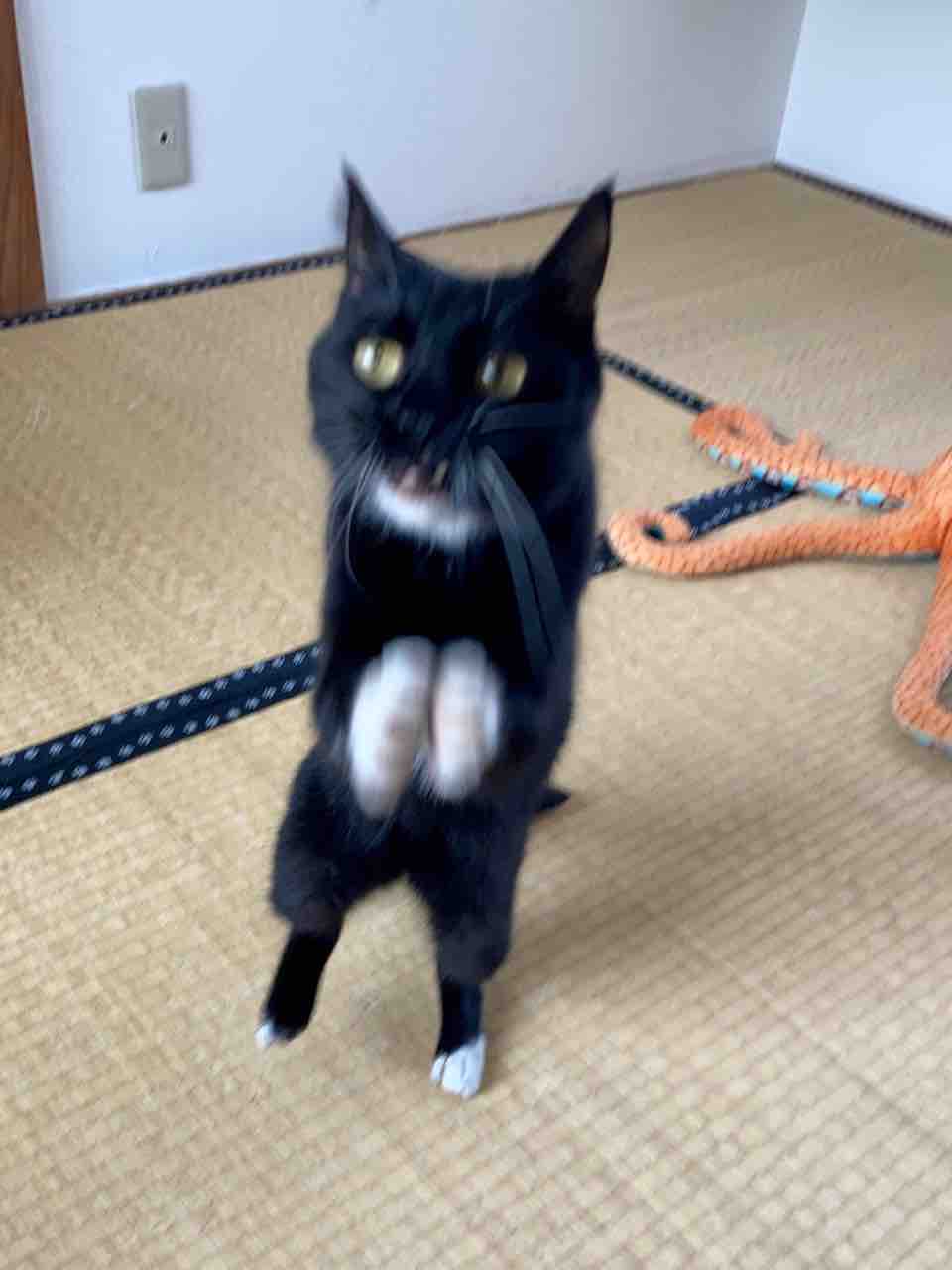 エノコログサとタビ子 海の近くに猫と住んでる