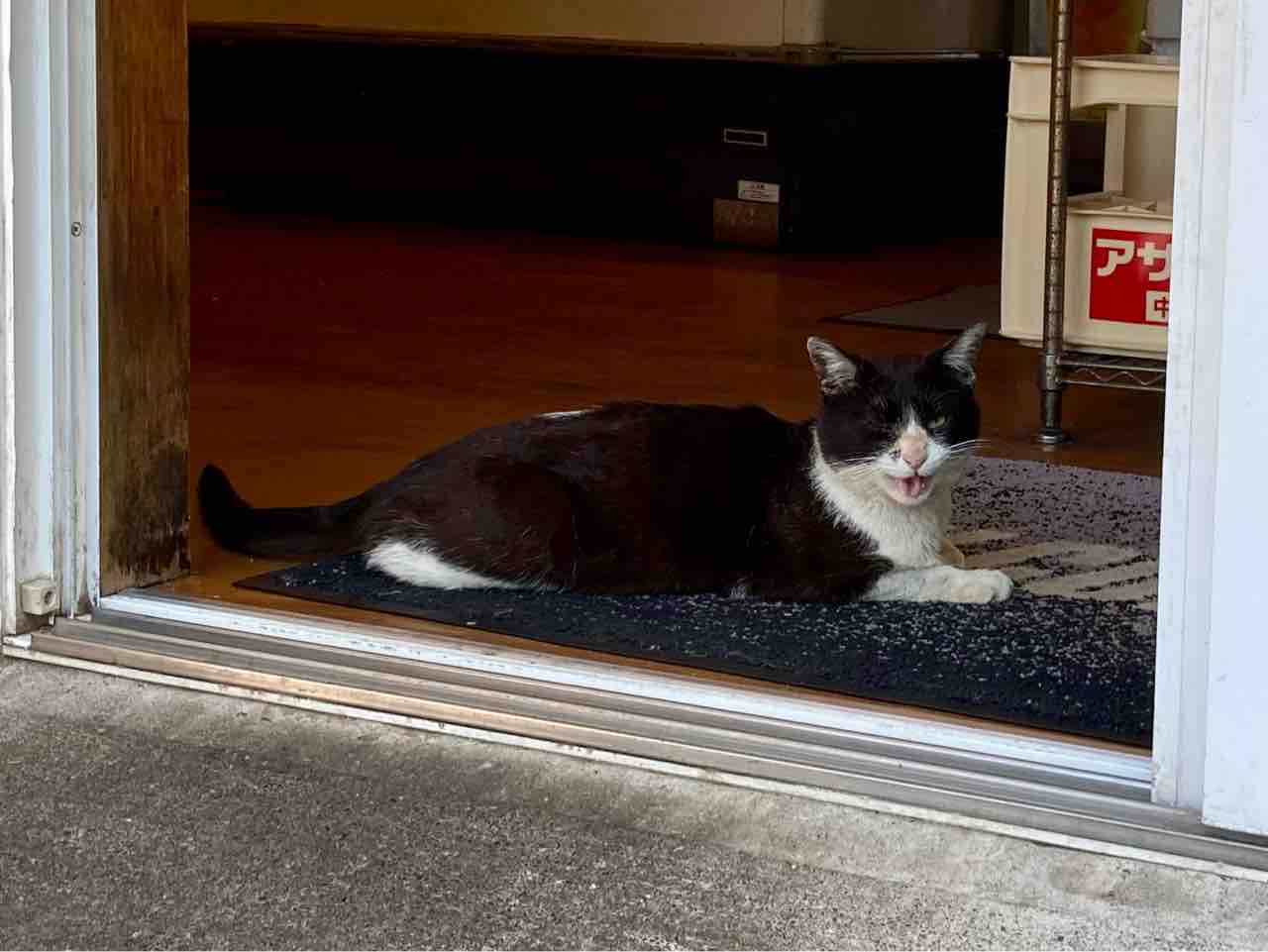 猫ちゃんを保護しました 海の近くに猫と住んでる