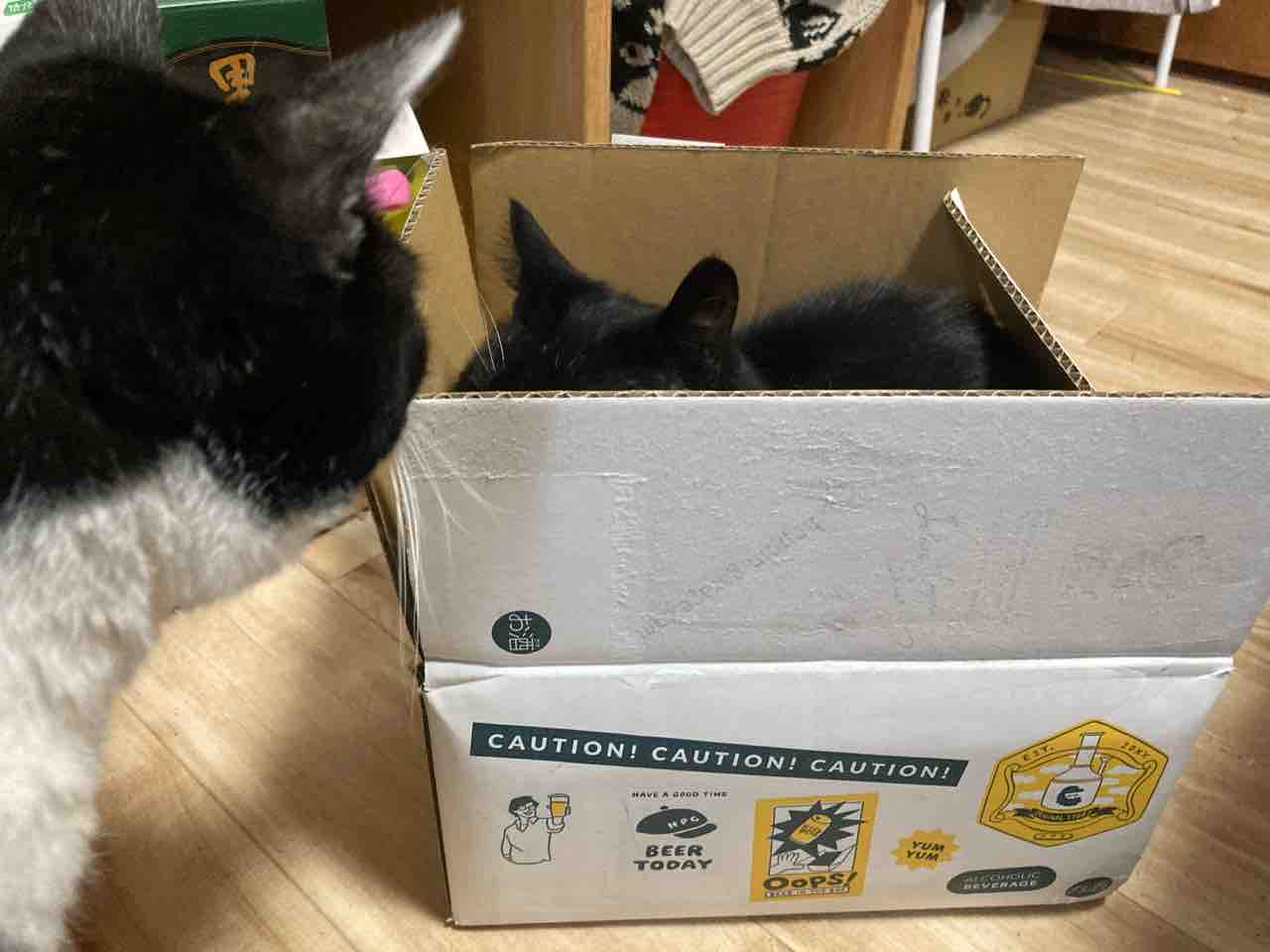 ステルス機能の箱 : 海の近くに猫と住んでる