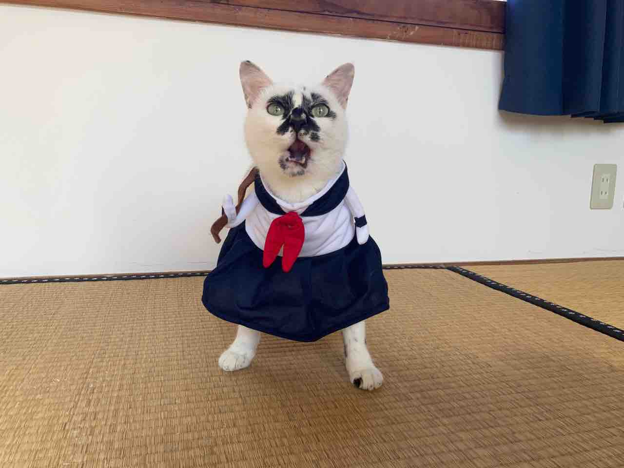 ハロウィンのコスプレ : 海の近くに猫と住んでる
