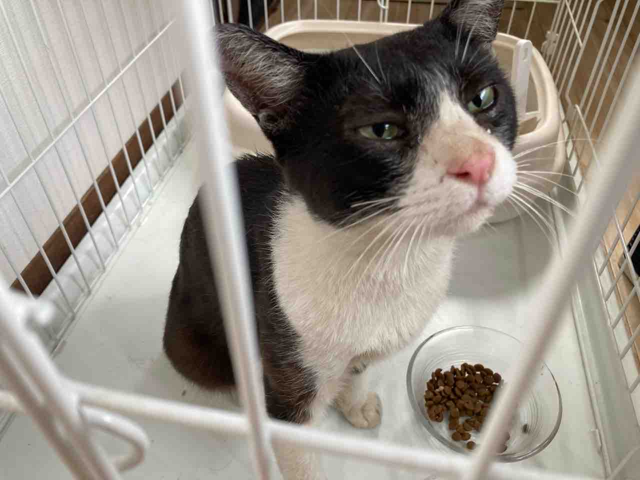 猫ちゃんを保護しました 海の近くに猫と住んでる