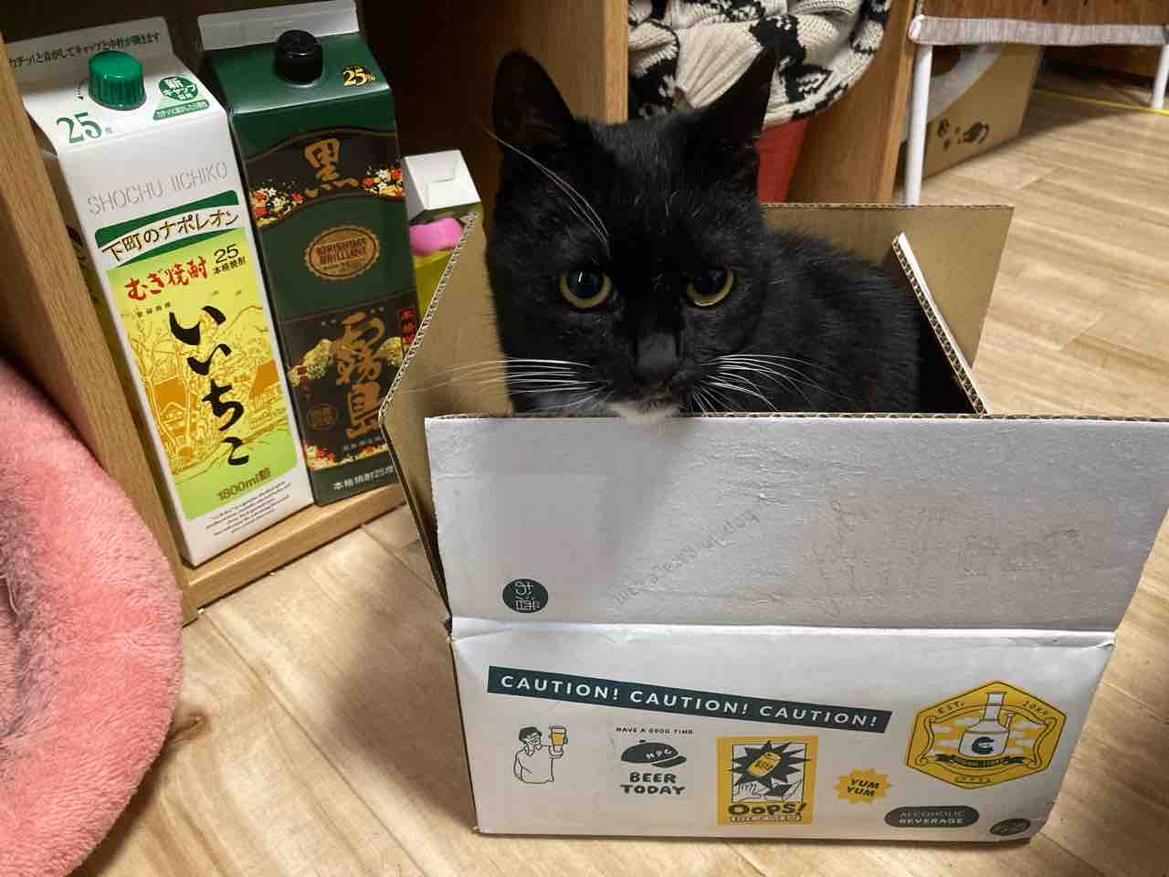 猫箱 ステルス機能の箱 : 海の近くに猫と住んでる