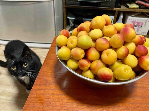 FullSizeRender
