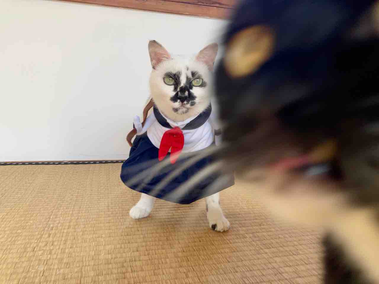 ハロウィンのコスプレ : 海の近くに猫と住んでる
