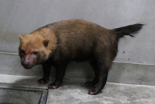カピパラに ヤブイヌの写真が公開 ぶさかわいい 続け まとめ 秘密のっが まとめ