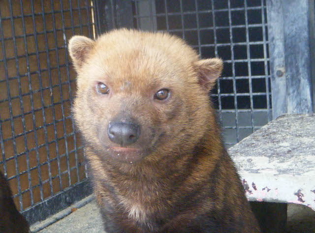 カピパラに ヤブイヌの写真が公開 ぶさかわいい 続け まとめ 秘密のっが まとめ