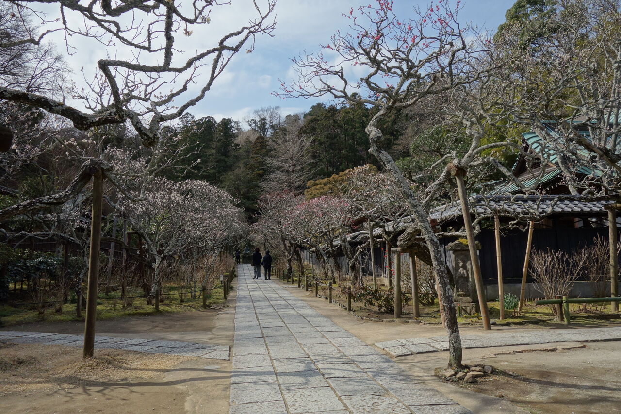 東慶寺 鎌倉の寺社 写真集