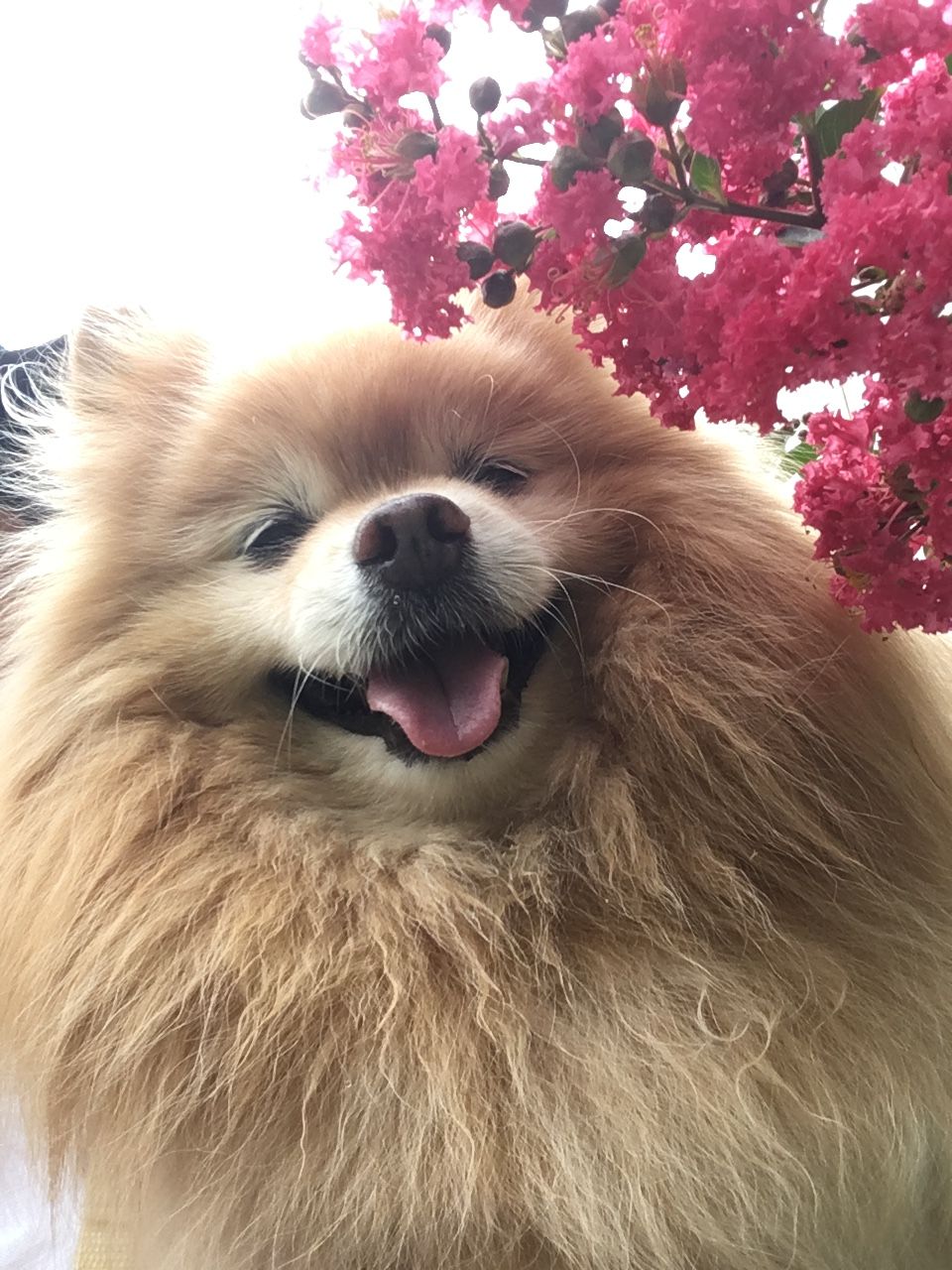 サルスベリとマフィンちゃん 犬と子life サルスベリとマフィンちゃん 犬と子life