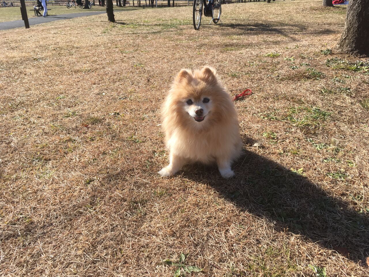 あけおめ 犬と子life