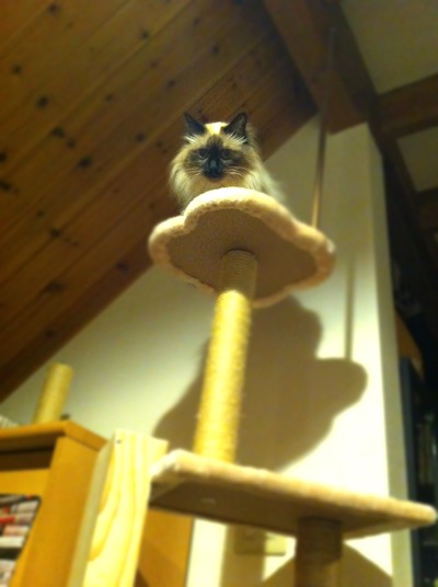 cattower4