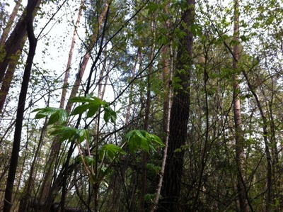 harigiri