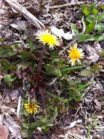 dandelion