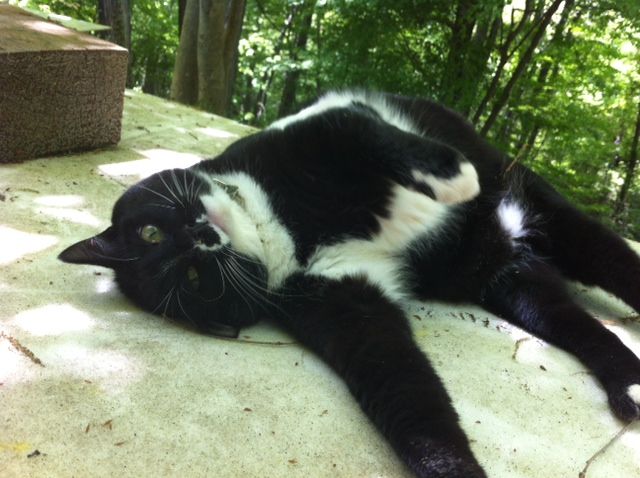 猫の目頭にマダニ : Yatsugatake Trifle 2