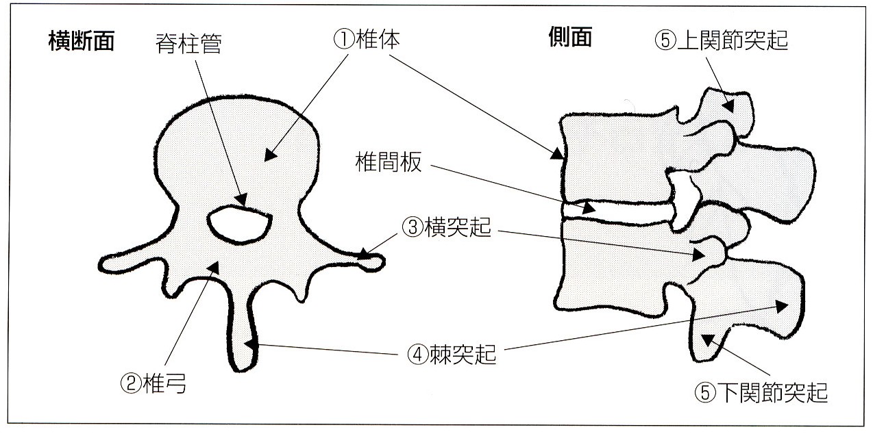 居合と科学 腰椎の解剖と機能 13 富山de居合 無涯塾日記 居合と科学 腰椎の解剖と機能 13 富山de居合 無涯塾日記