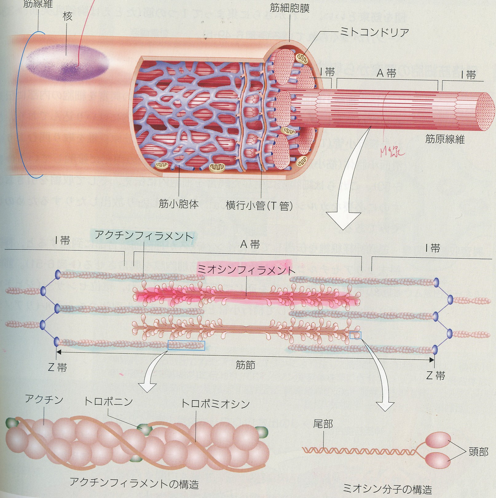 居合と科学 筋収縮 12 富山de居合 無涯塾日記 居合と科学 筋収縮 12 富山de居合 無涯塾日記