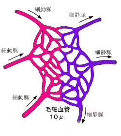 輸出細動脈