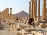 palmyra4