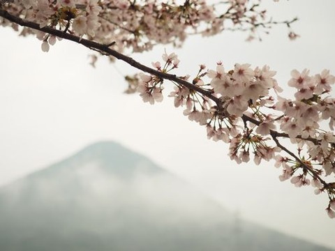 桜緑地雨