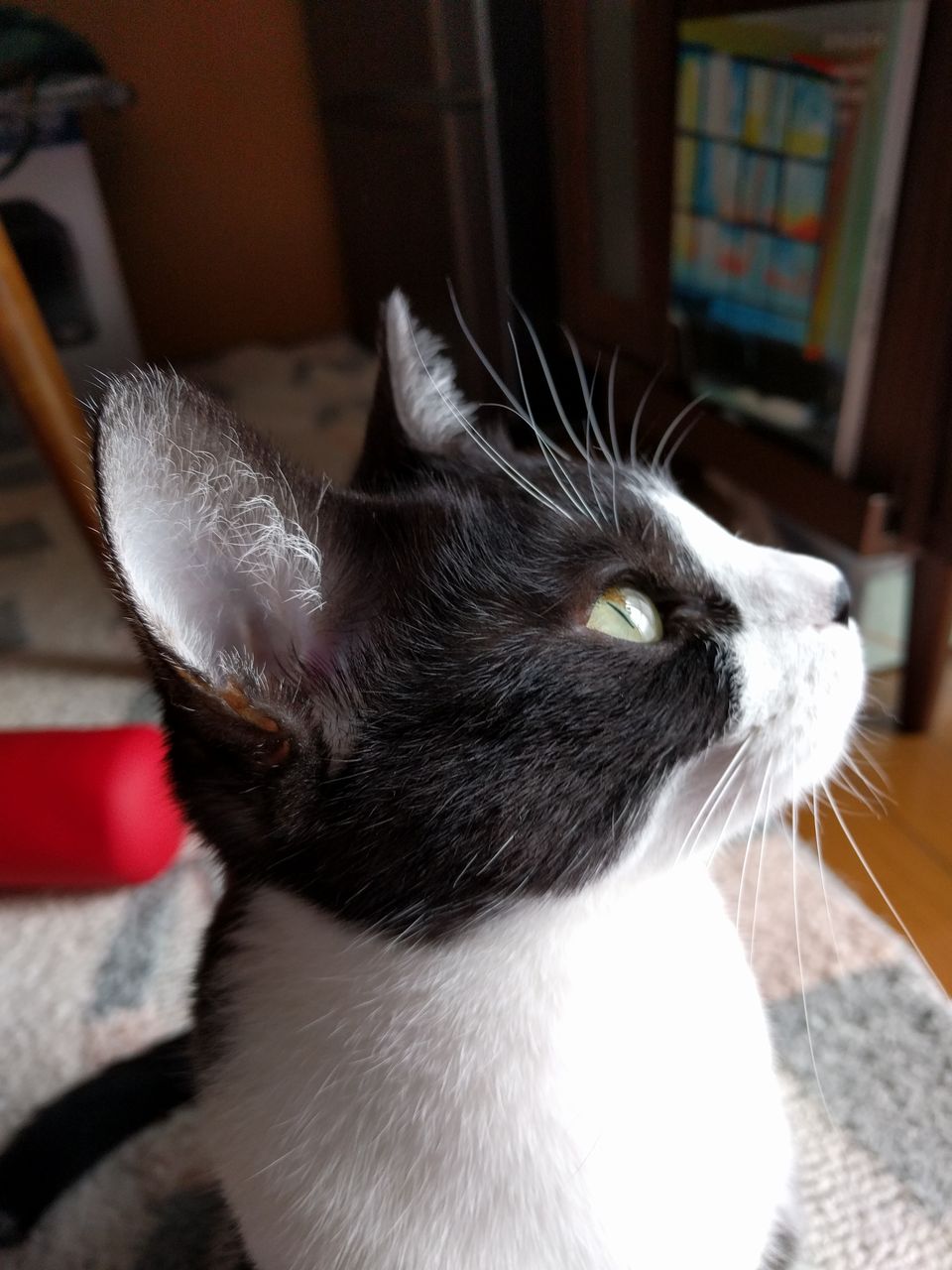猫の貧血と耳の血管の見え方 むぎめし 猫ブログ 猫の貧血と耳の血管の見え方 むぎめし 猫ブログ