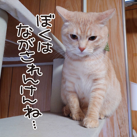 434_花と坊8