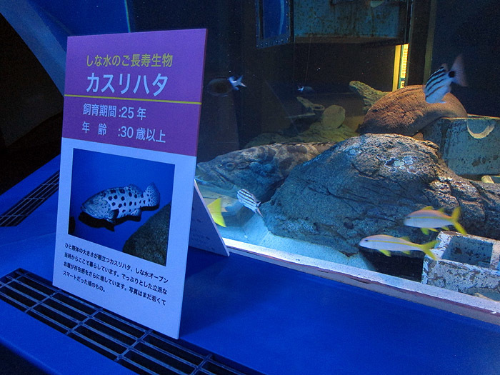 しながわ水族館 No 12 カスリハタとクリオネ ムギムギムギ日記 しながわ水族館 No 12 カスリハタとクリオネ ムギムギムギ日記