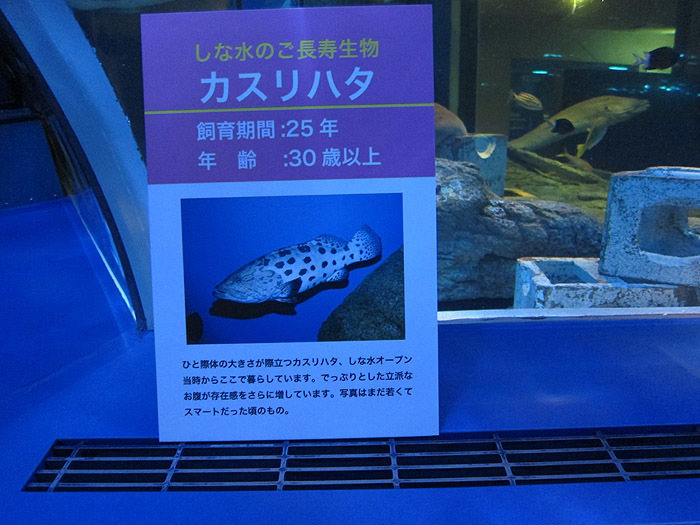しながわ水族館 No 12 カスリハタとクリオネ ムギムギムギ日記 しながわ水族館 No 12 カスリハタとクリオネ ムギムギムギ日記