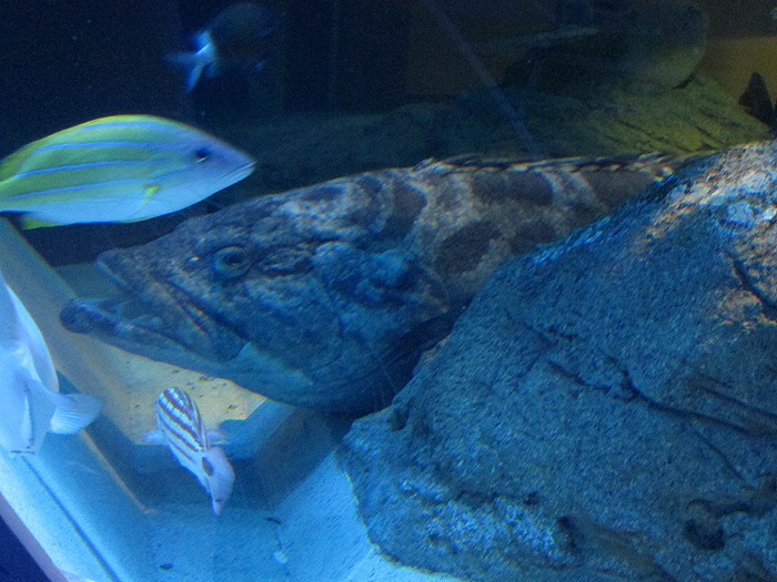 しながわ水族館 No 12 カスリハタとクリオネ ムギムギムギ日記 しながわ水族館 No 12 カスリハタとクリオネ ムギムギムギ日記