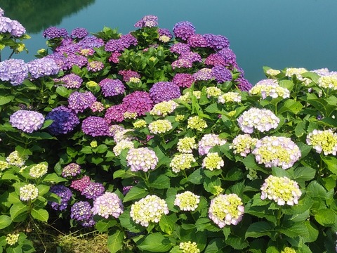 IMG_20200607_100203